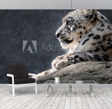 Picture of Snow Leopard XXXI